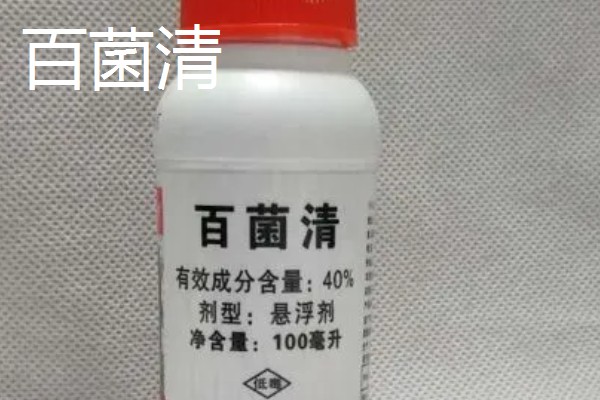 小叶黄杨叶子发黄如何解决,光照强烈时要为它遮阴