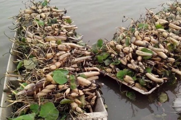 种植莲藕的成本，一亩地的藕苗成本约为800-1000元
