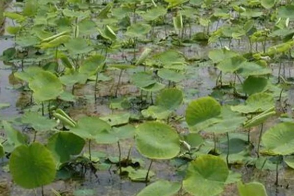 种植莲藕的成本，一亩地的藕苗成本约为800-1000元
