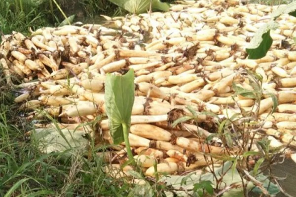 种植莲藕的成本，一亩地的藕苗成本约为800-1000元