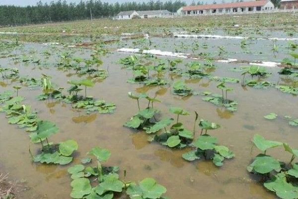 种植莲藕的成本，一亩地的藕苗成本约为800-1000元