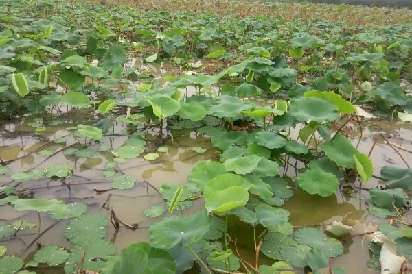 种植莲藕的成本，一亩地的藕苗成本约为800-1000元