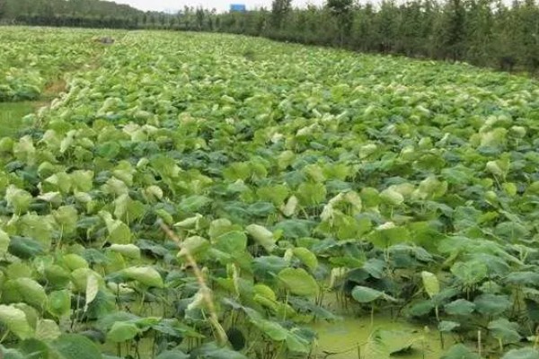 种植莲藕的成本，一亩地的藕苗成本约为800-1000元