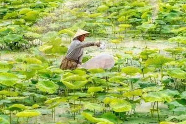 种植莲藕的成本，一亩地的藕苗成本约为800-1000元