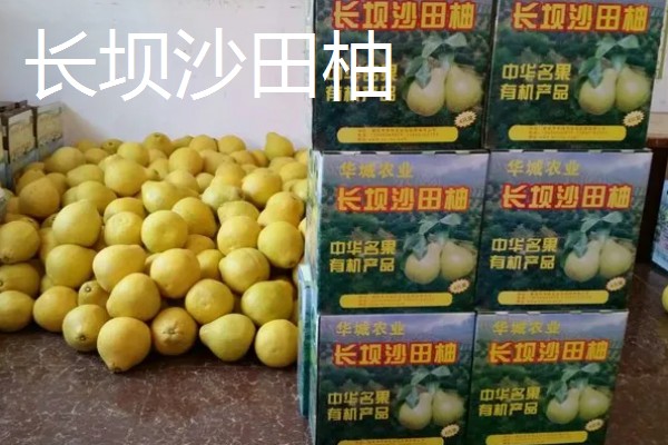 广东韶关的特产,张溪香芋向来是宴请宾客的名菜
