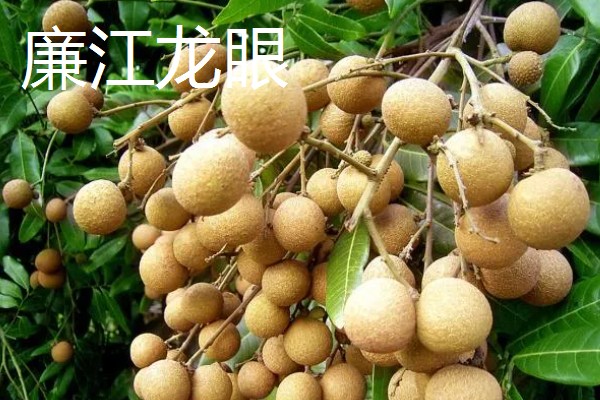 广东韶关的特产,张溪香芋向来是宴请宾客的名菜