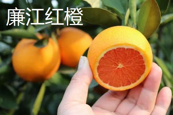 广东韶关的特产,张溪香芋向来是宴请宾客的名菜