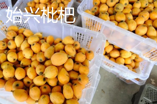 广东韶关的特产,张溪香芋向来是宴请宾客的名菜
