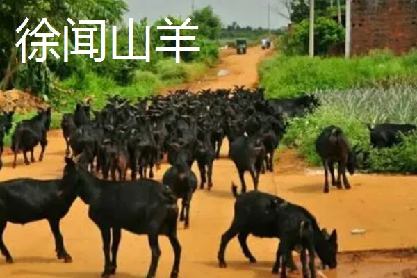 广东韶关的特产,张溪香芋向来是宴请宾客的名菜