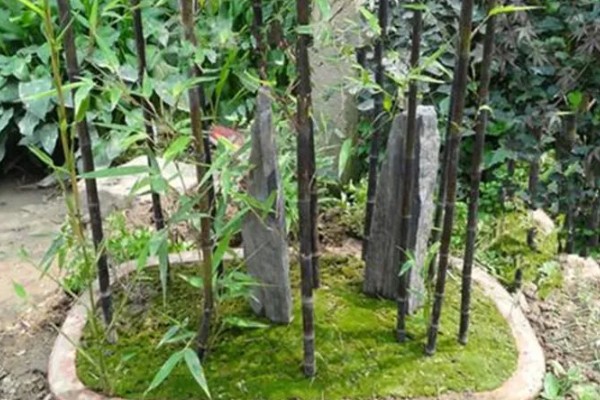 紫竹怎么养殖，生长期每个月追施一次有机肥