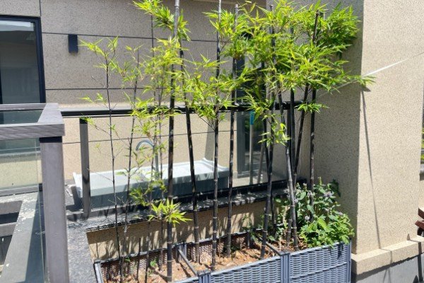 紫竹怎么养殖，生长期每个月追施一次有机肥
