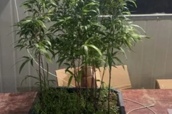 紫竹怎么养殖，生长期每个月追施一次有机肥