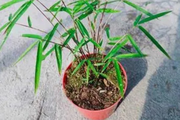 紫竹怎么养殖，生长期每个月追施一次有机肥
