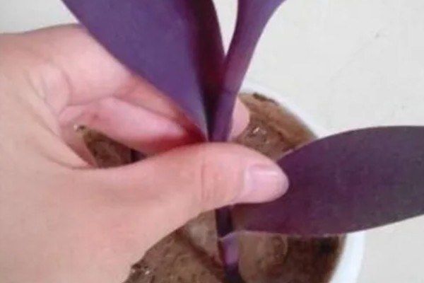 紫竹怎么养殖，生长期每个月追施一次有机肥