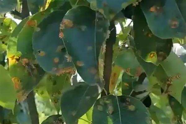 怎么防治梨树的常见病虫害，防治锈病可喷施粉锈宁乳油等药物