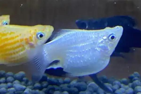 玛丽鱼要不要打氧，缺氧时每次供氧1-2小时