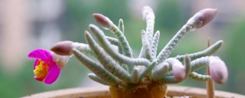 白花韧锦的换盆方法，换盆前一天要大量浇水