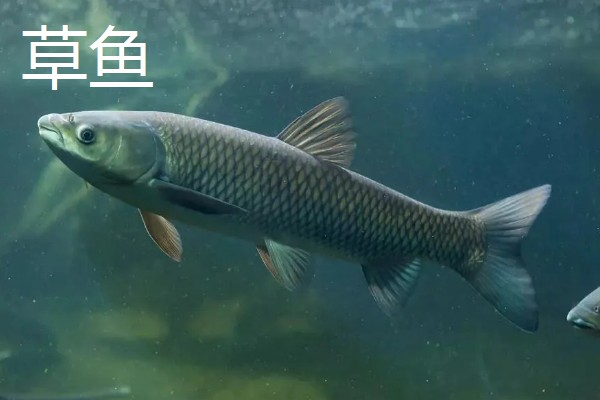 草鱼和鲫鱼的区别,科属、外观、体型等方面不同