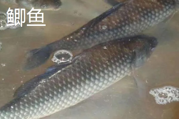 草鱼和鲫鱼的区别,科属、外观、体型等方面不同