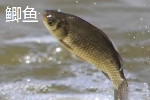 草鱼和鲫鱼的区别,科属、外观、体型等方面不同