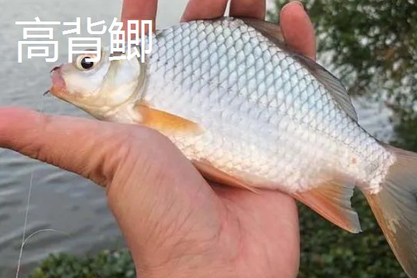 草鱼和鲫鱼的区别,科属、外观、体型等方面不同