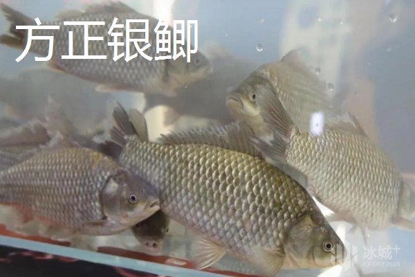 草鱼和鲫鱼的区别,科属、外观、体型等方面不同