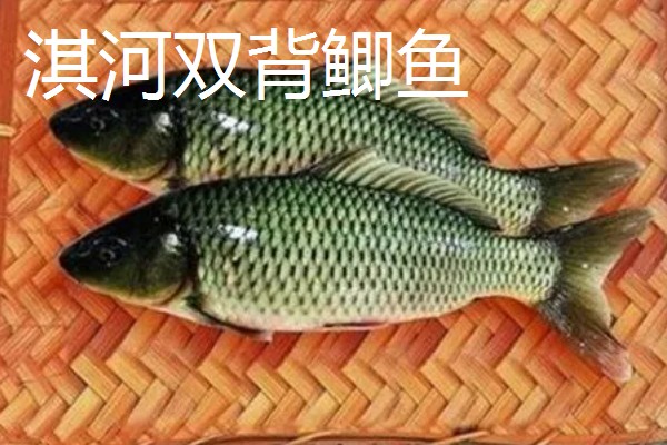 草鱼和鲫鱼的区别,科属、外观、体型等方面不同