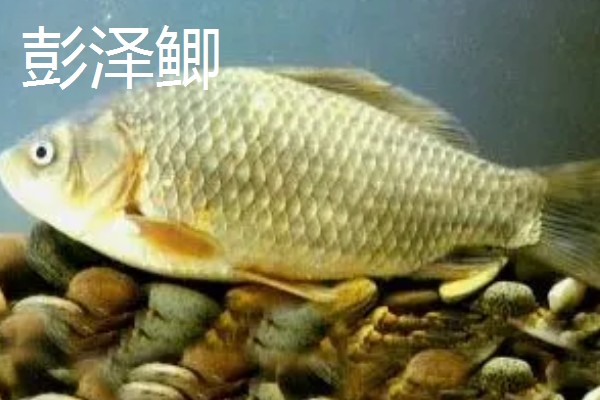 草鱼和鲫鱼的区别,科属、外观、体型等方面不同