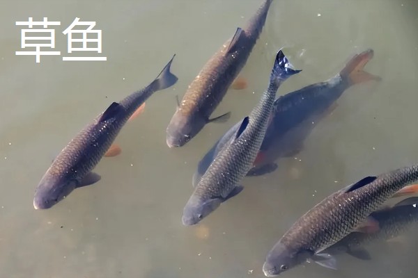 草鱼和鲫鱼的区别,科属、外观、体型等方面不同