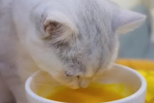 猫咪便秘怎么办，可饲喂流质的食物