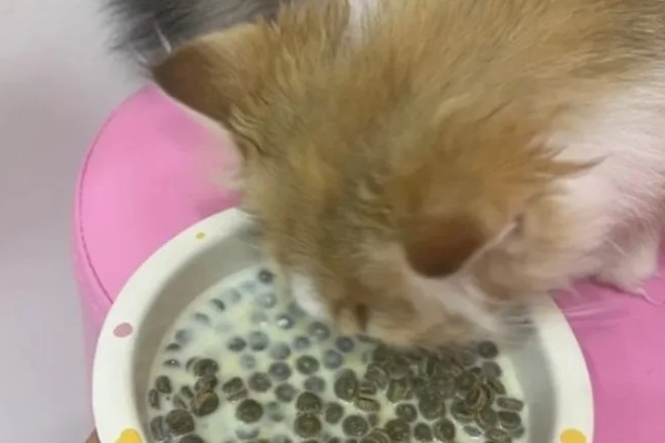 猫咪便秘怎么办，可饲喂流质的食物