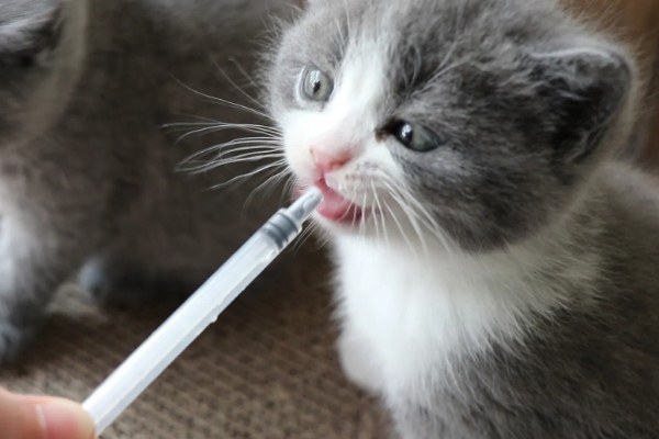 猫咪便秘怎么办，可饲喂流质的食物
