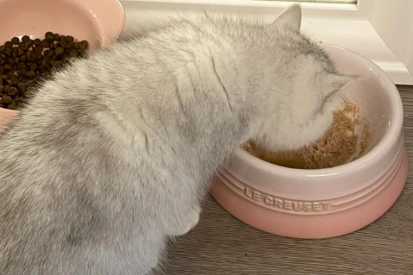 猫咪便秘怎么办，可饲喂流质的食物