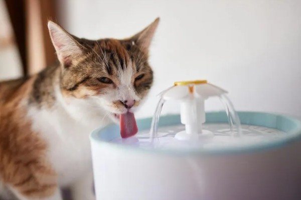 猫咪便秘怎么办，可饲喂流质的食物