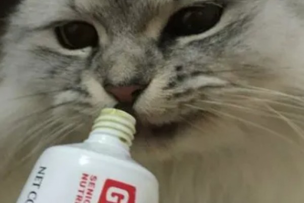 猫咪便秘怎么办，可饲喂流质的食物