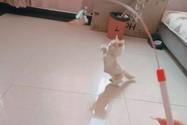 猫咪便秘怎么办，可饲喂流质的食物