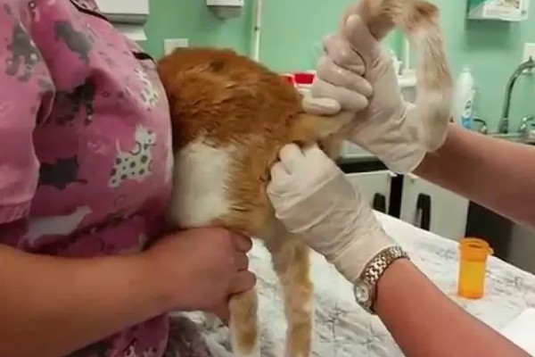 猫咪便秘怎么办，可饲喂流质的食物