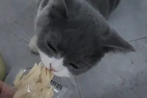 猫咪便秘怎么办，可饲喂流质的食物