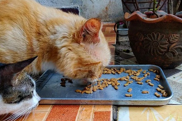 猫咪便秘怎么办，可饲喂流质的食物