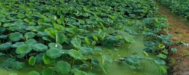 种植莲藕的成本，一亩地的藕苗成本约为800-1000元